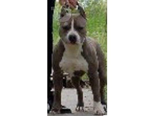 American stafffordshire BLUE AMSTAFF